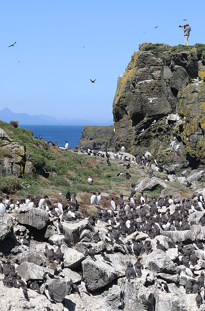 guillemots, Lunga